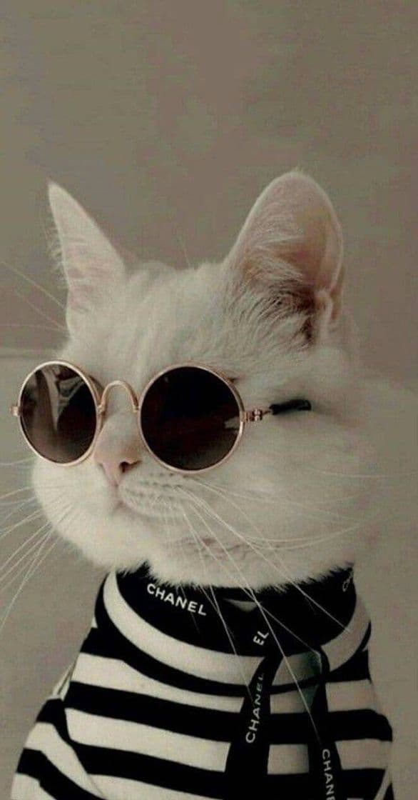 Fashion Gatinho Tumblr