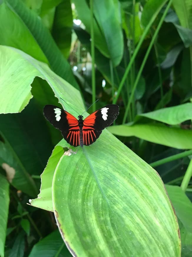 Lugar La Serre Aux Papillons