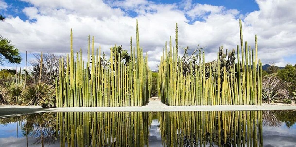 Lugar Jardín Etnobotánico de Oaxaca