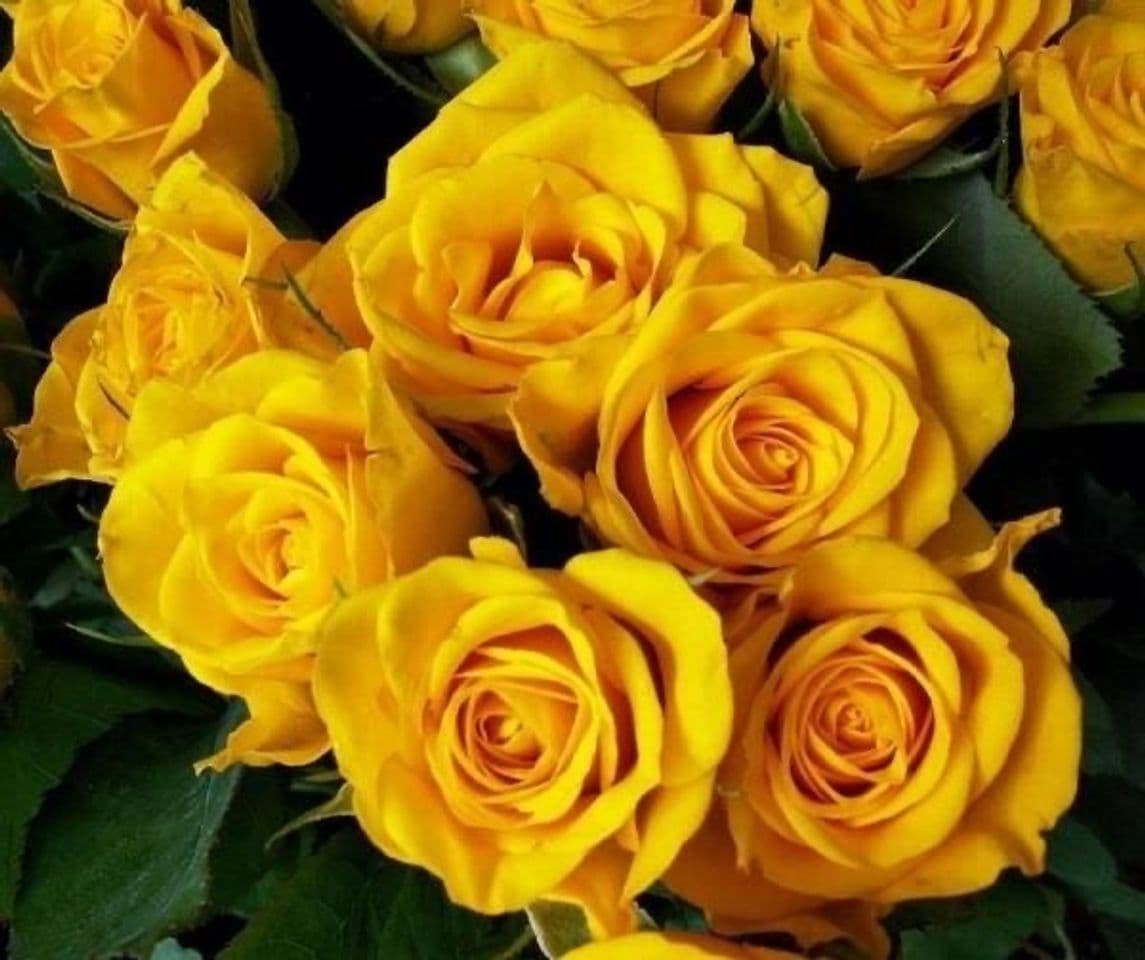 Fashion yellow roses