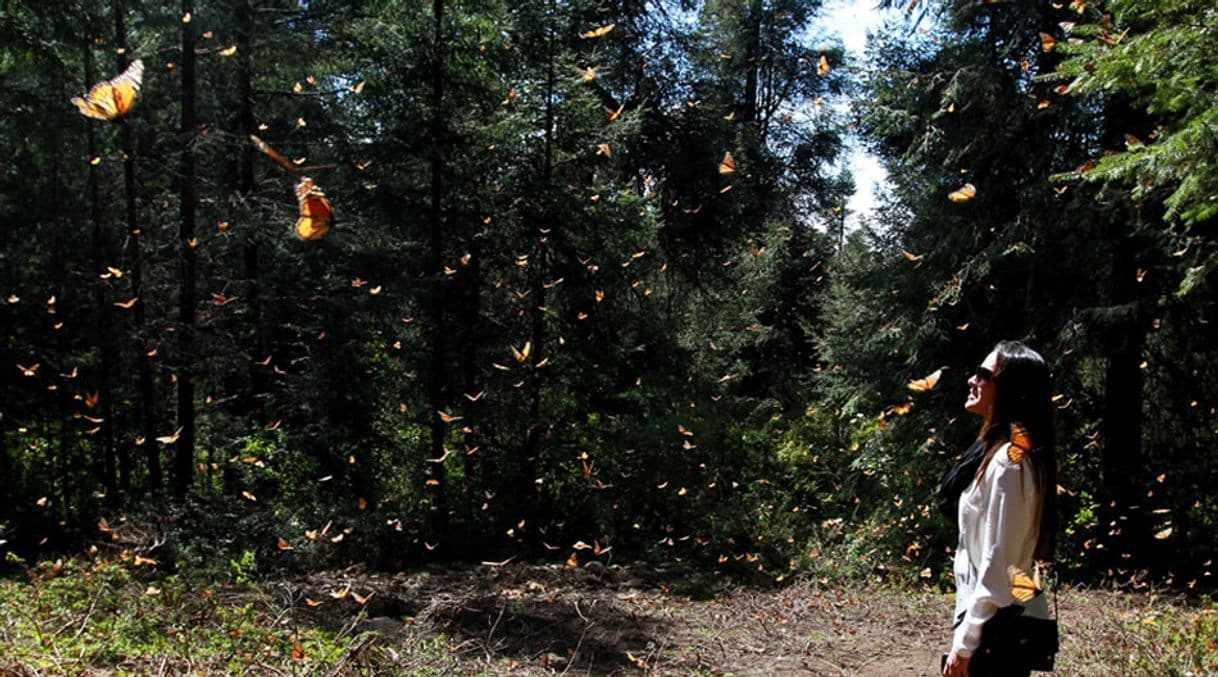 Lugar Santuario de la Mariposa Sierra Chincua