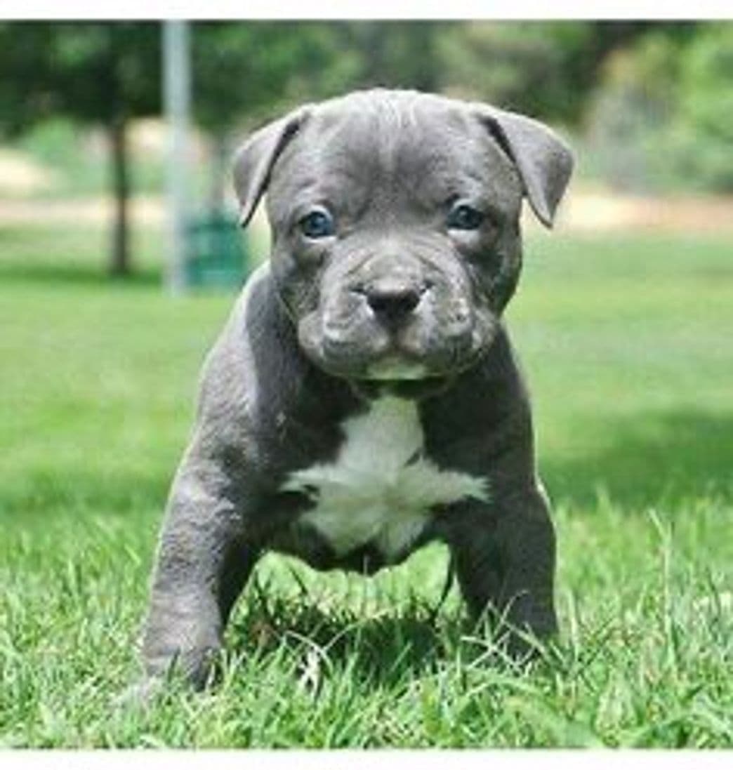 Moda Pitbull blue 