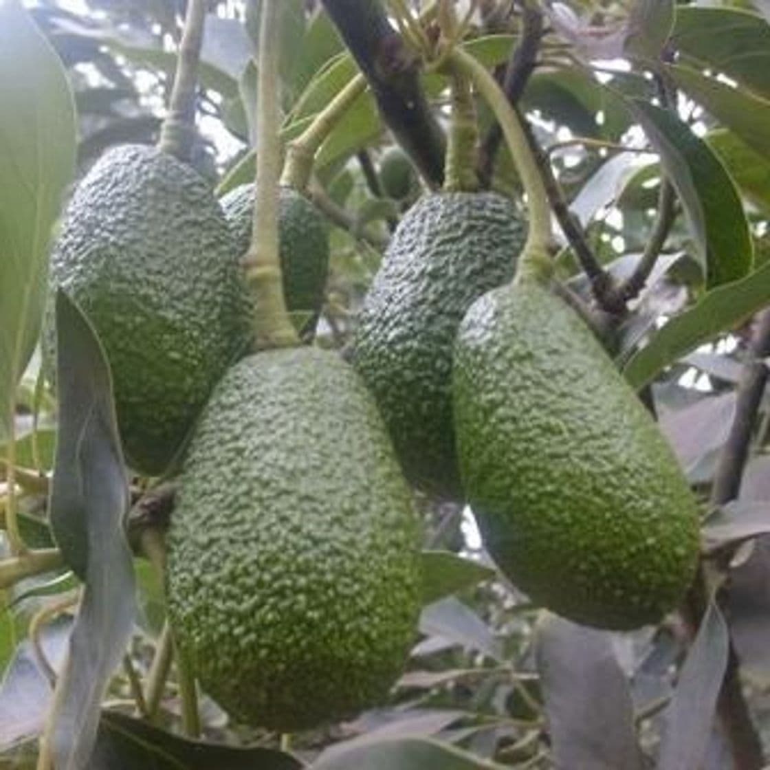 Producto Aguacate planta - Maceta tubo. - Altura aprox. 1m. - Planta viva