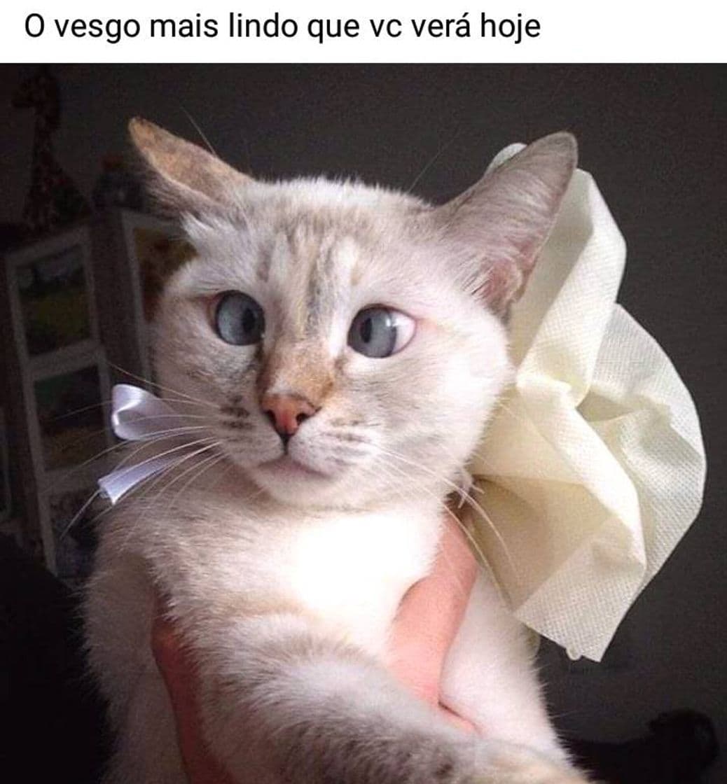 Fashion Lindeza 🐈