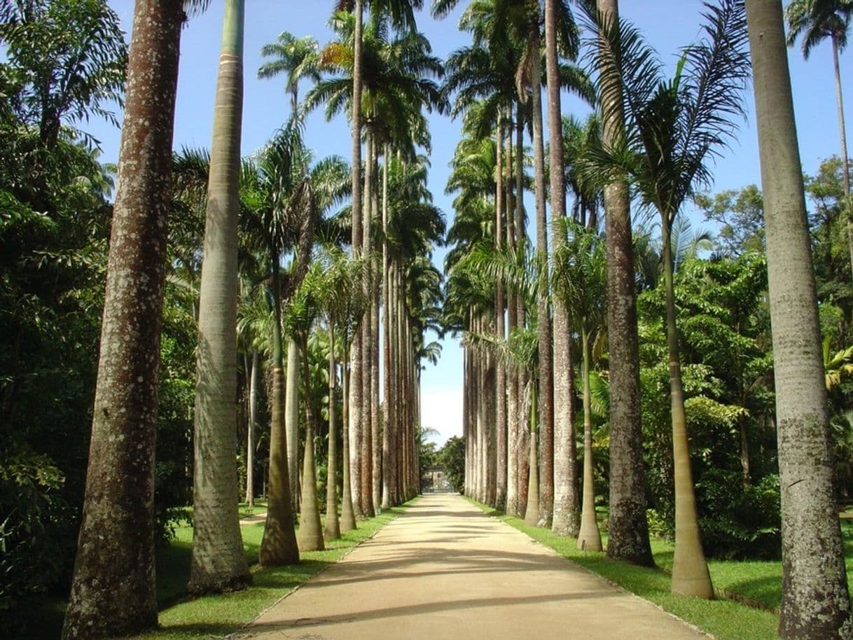 Place Jardim Botânico do Rio de Janeiro