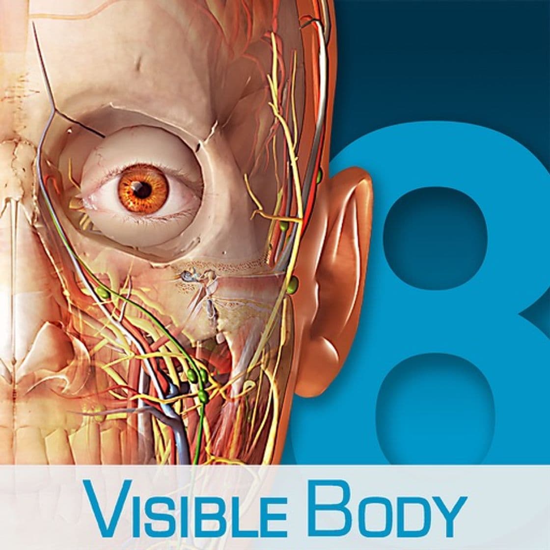 App Human Anatomy Atlas – 3D Anatomical Model of the Human Body