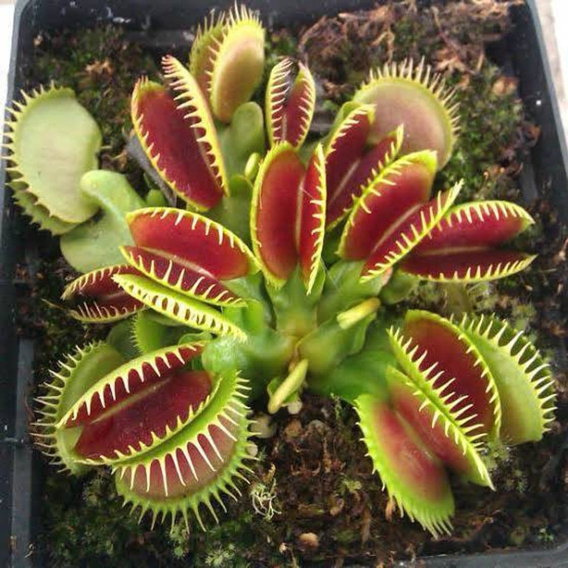 Moda Dionaea
