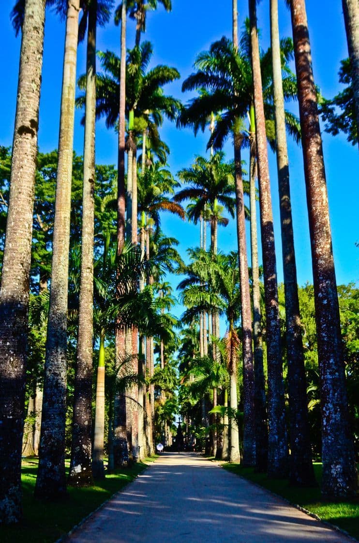 Lugar Jardim Botânico