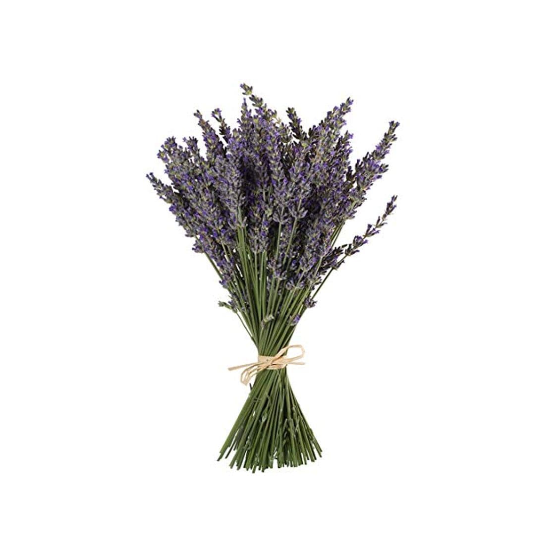 Belleza TooGet - Ramo de flores de lavanda natural