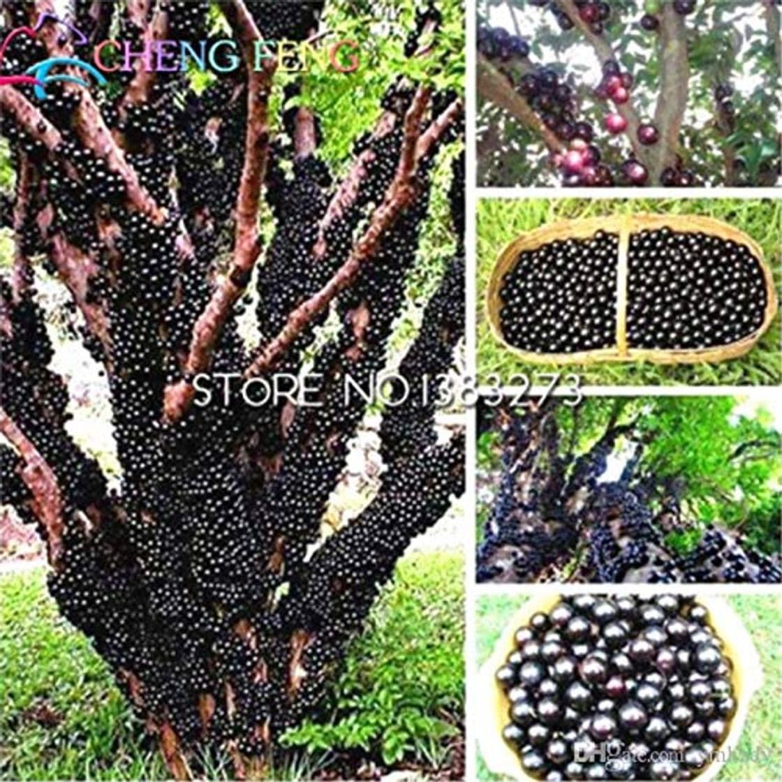 Product 100 piezas comestibles del Buen Gusto Jabuticaba Semillas Semillas de fruta sana interior y exterior Bonsai árbol Novel