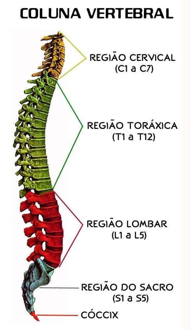 Moda Coluna vertebral 