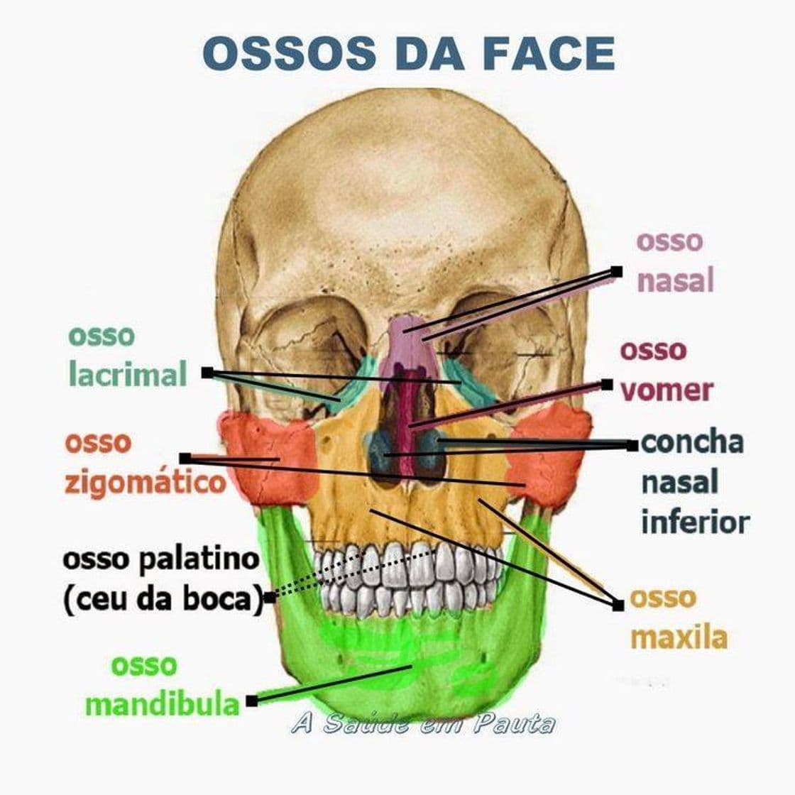 Fashion Ossos da face 