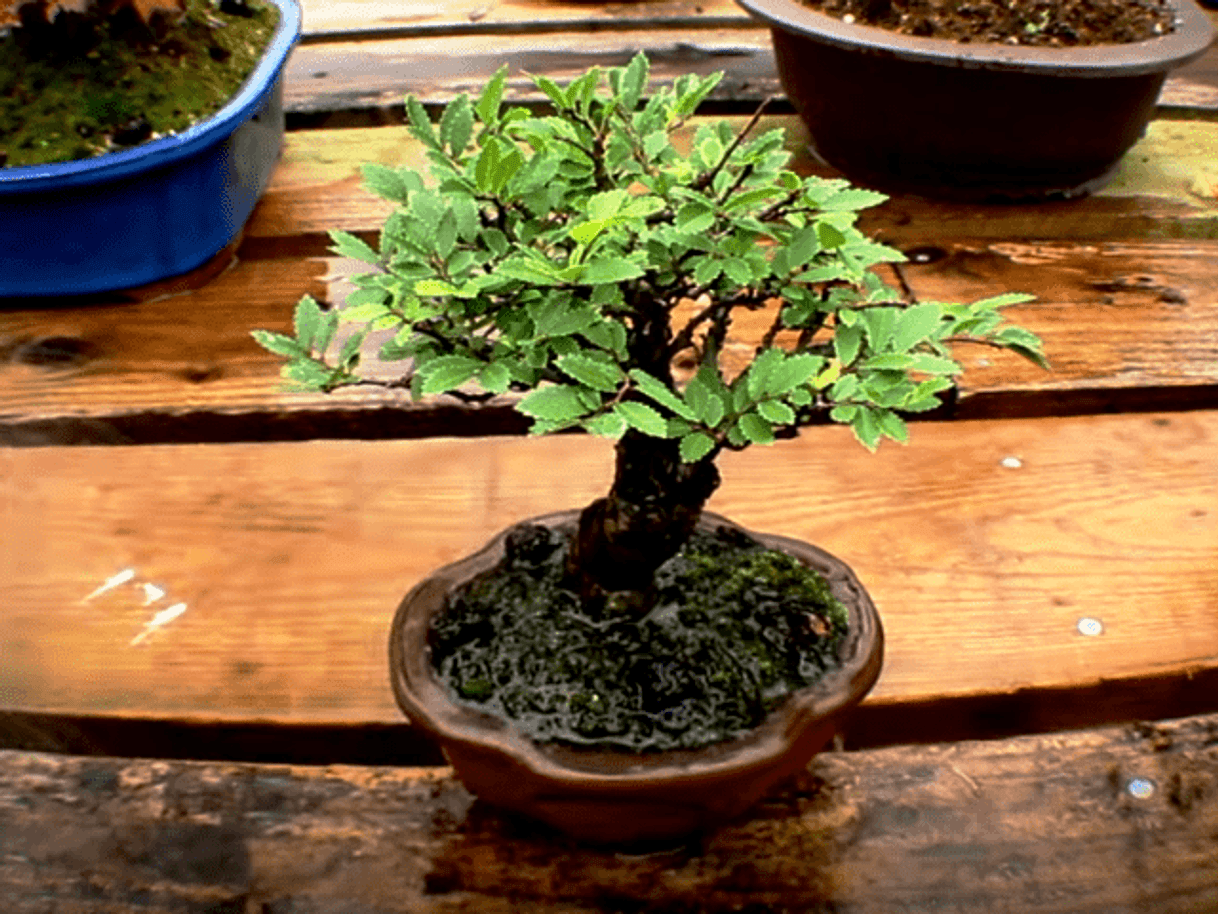 Product Bonsai - Olmo chino, 5 Años