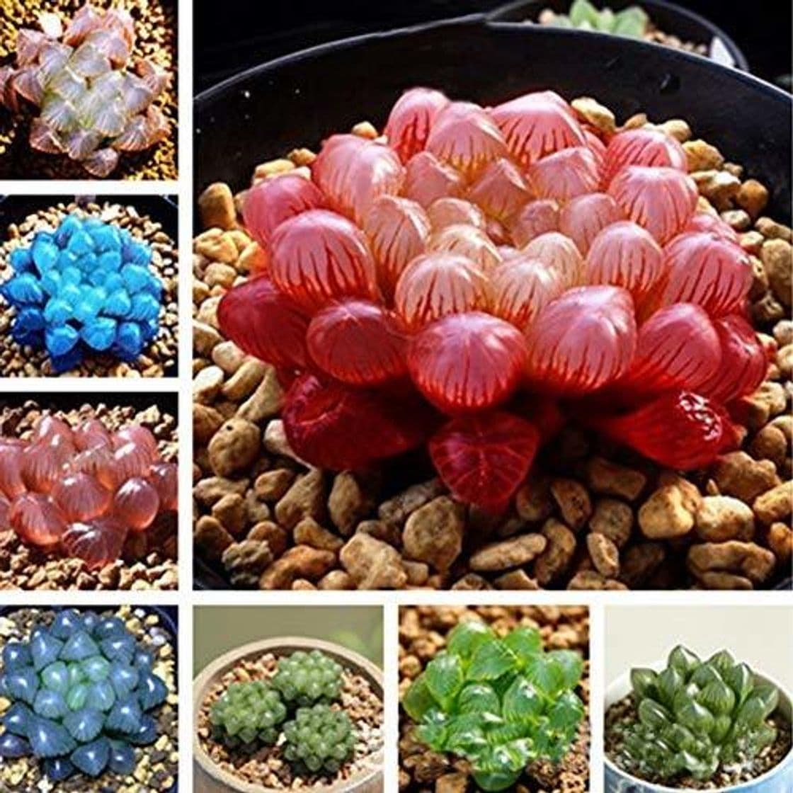 Product 50/100 pcs Semillas Suculentas Haworthia Cooperi Truncata Semillas de Bonsai Plantas Mixtas