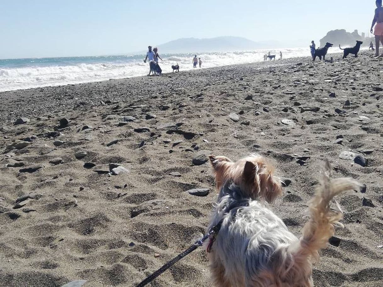 Lugar Playa Para Perros Totalan