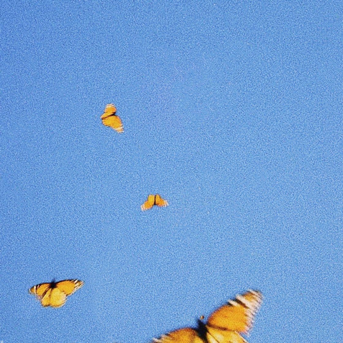 Music Butterflies