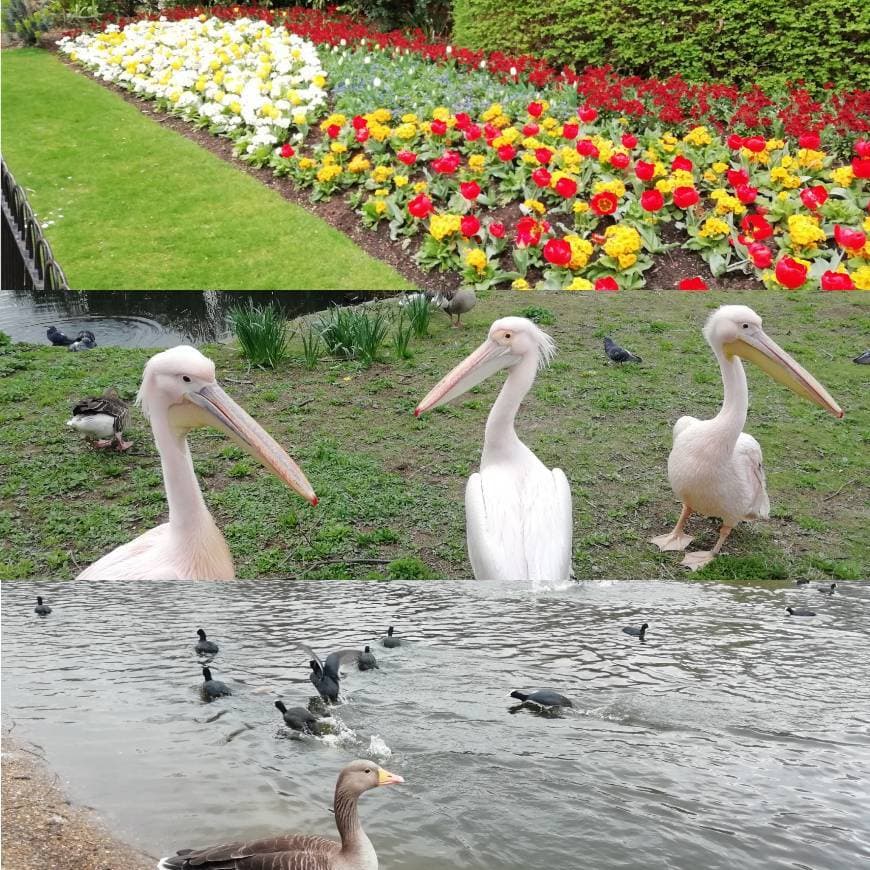 Place Buckingham Palace Gardens