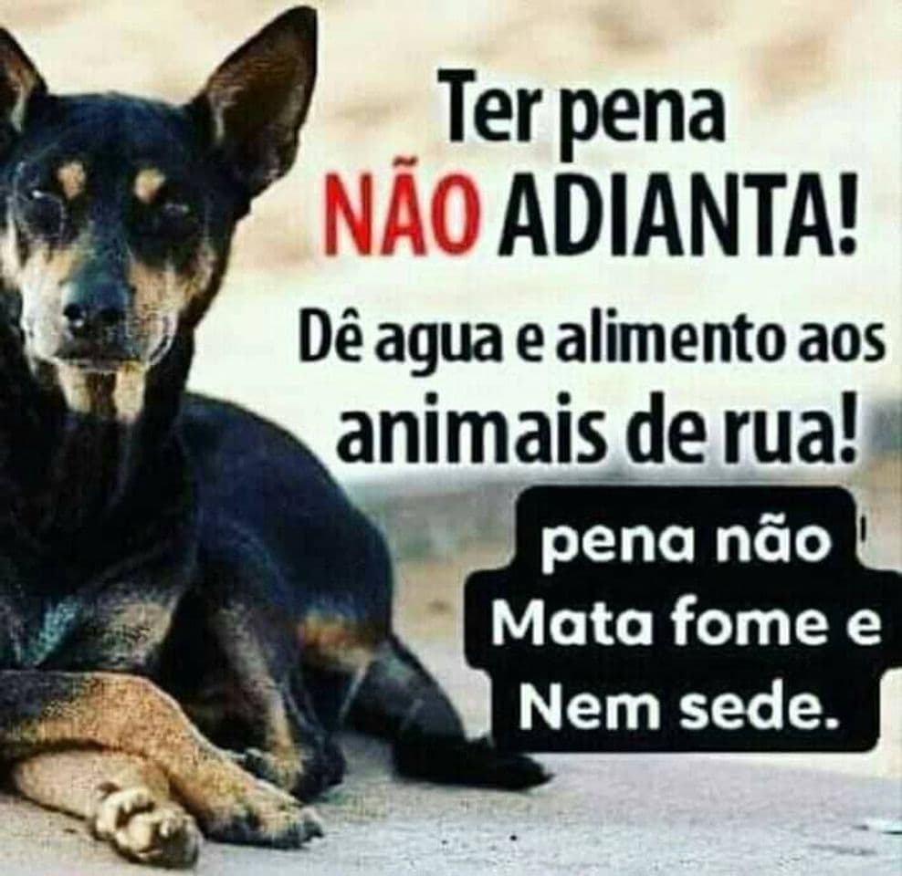 Moda 🐶