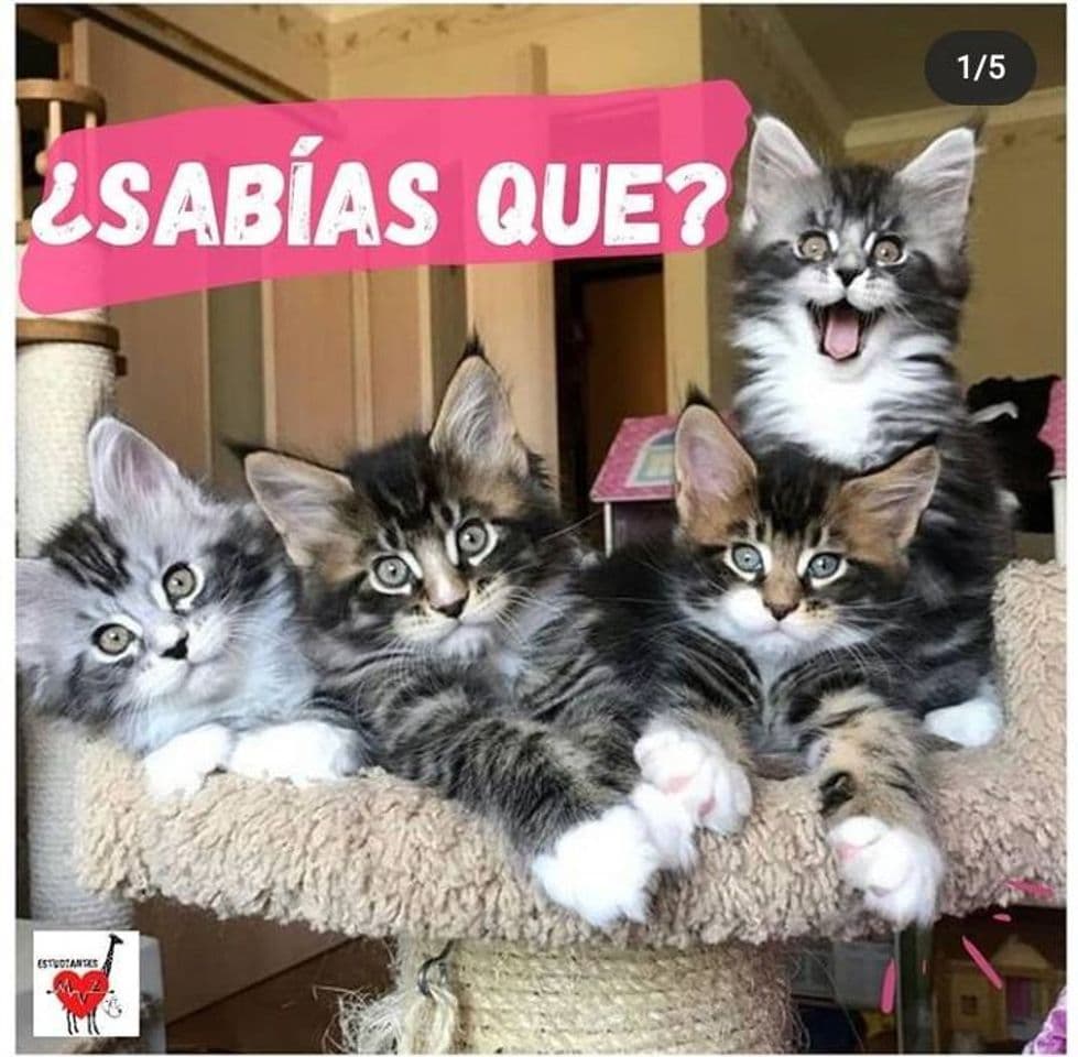 Fashion DATOS SOBRE GATOS🐱