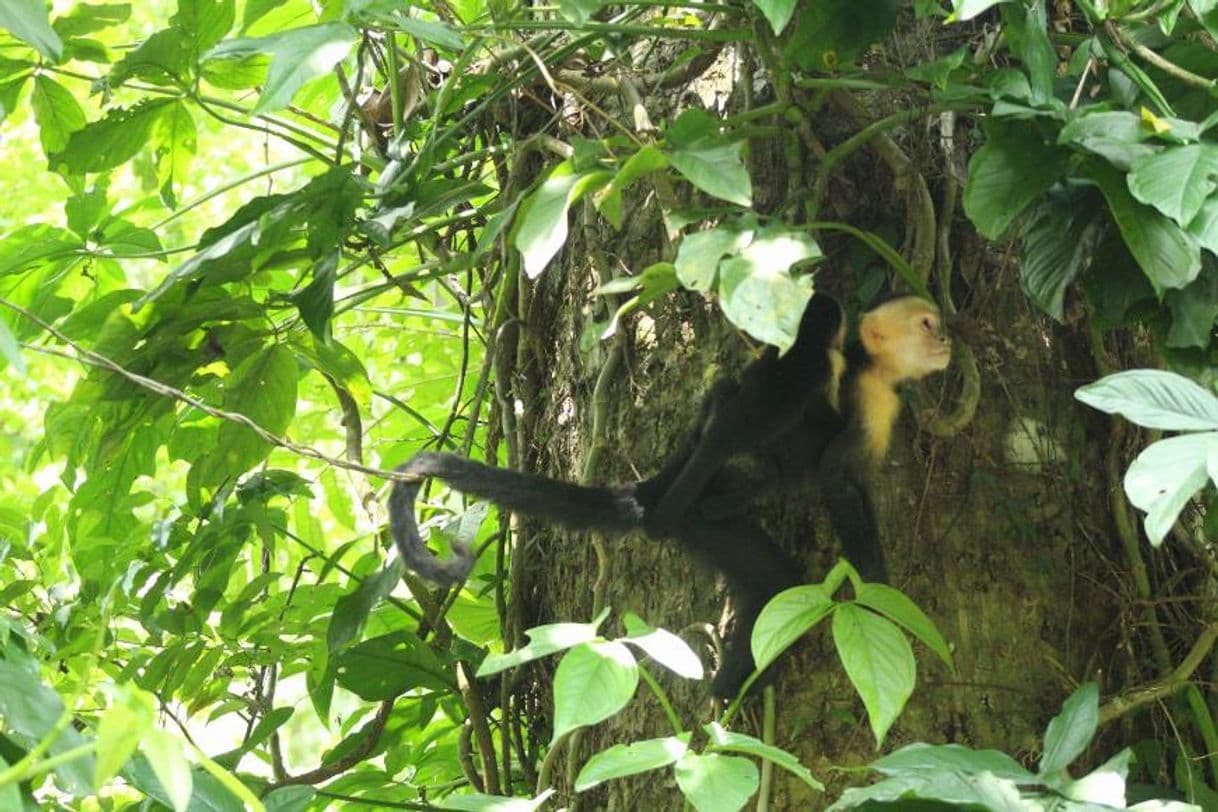 Place Manuel Antonio