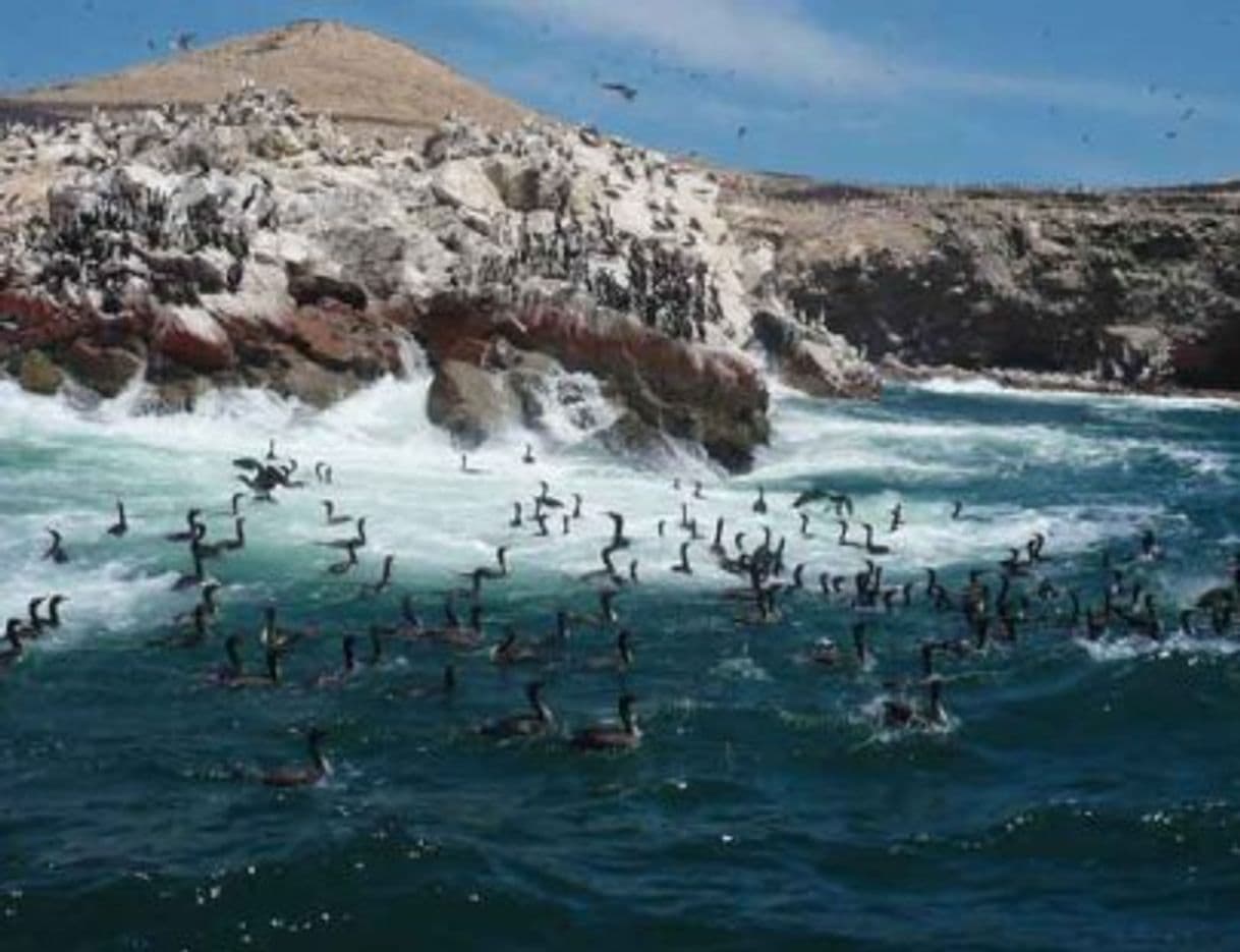 Place Islas Ballestas