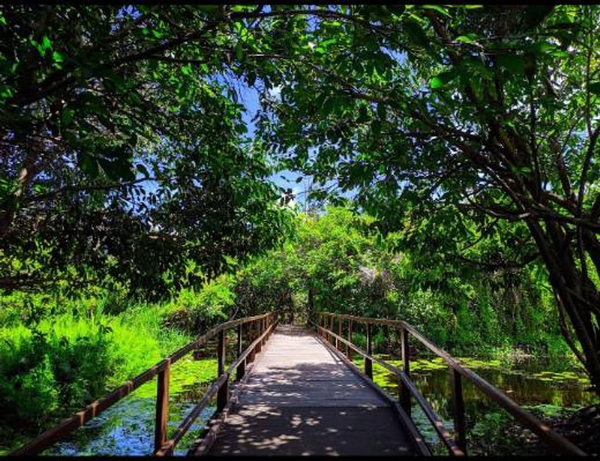 Lugar Parque Estadual do Rio Cocó