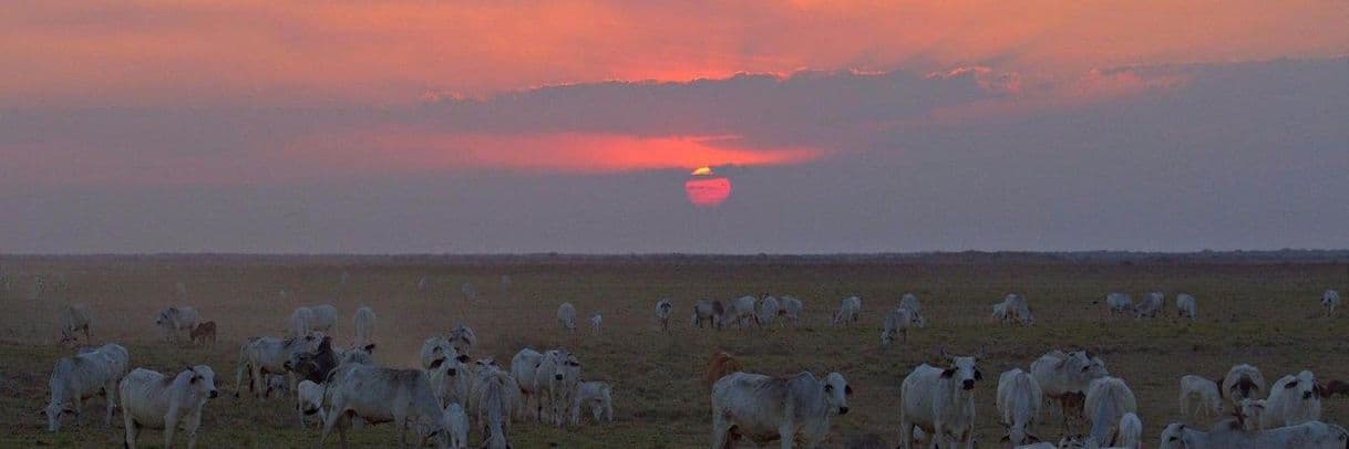 Place Venezuelan Llanos