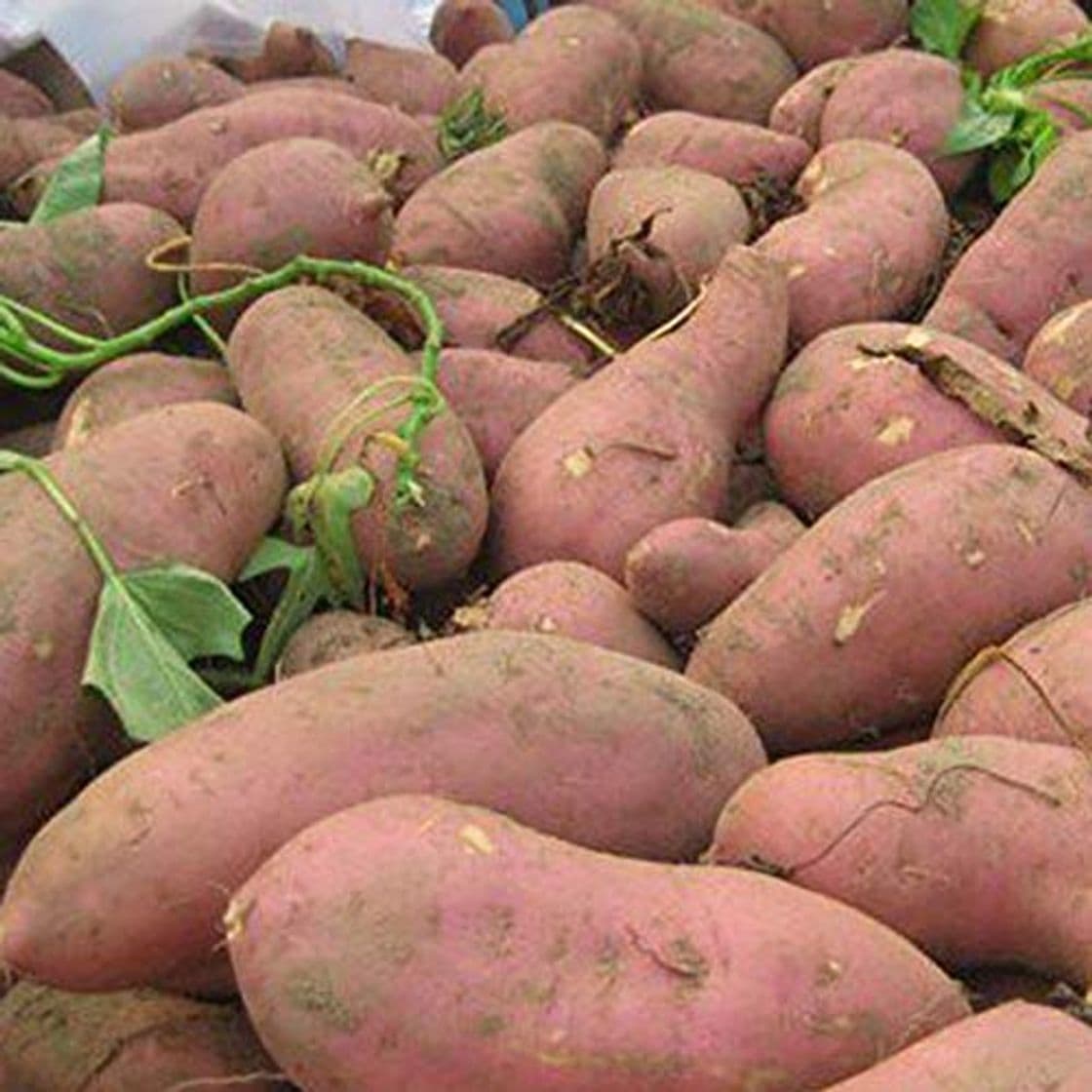 Product CFPacrobaticS 20Pcs Sweet PotaSeeds Bonsai Delicious Fruit Vegetable Batata Easy Grow