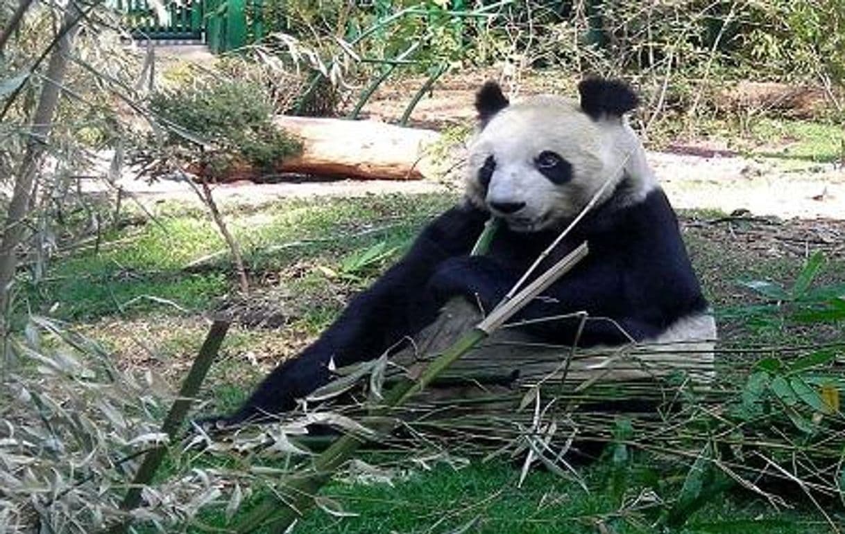 Lugar Zoológico de Chapultepec