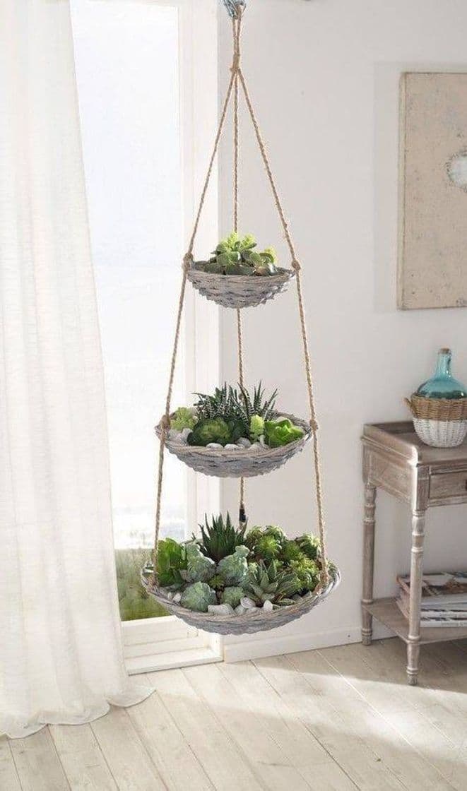 Moda Decoração de plantas para sua casa!