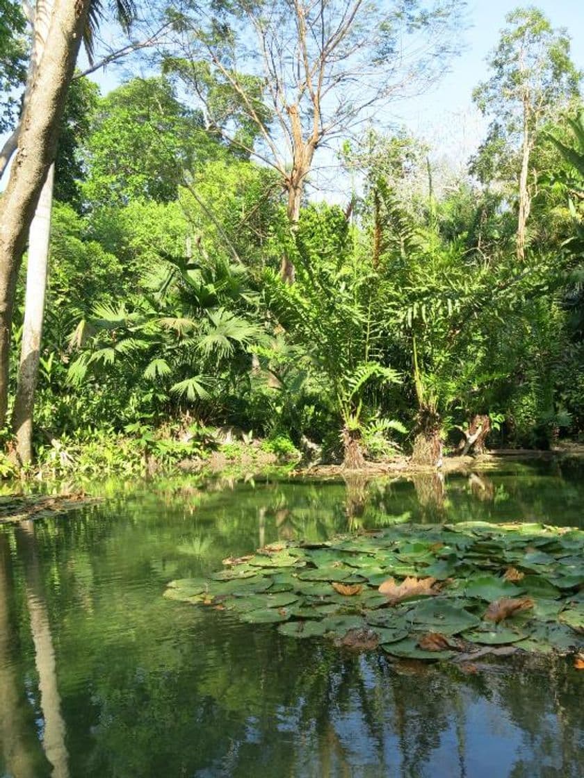 Lugar Jardín Botánico "Guillermo Piñeres"