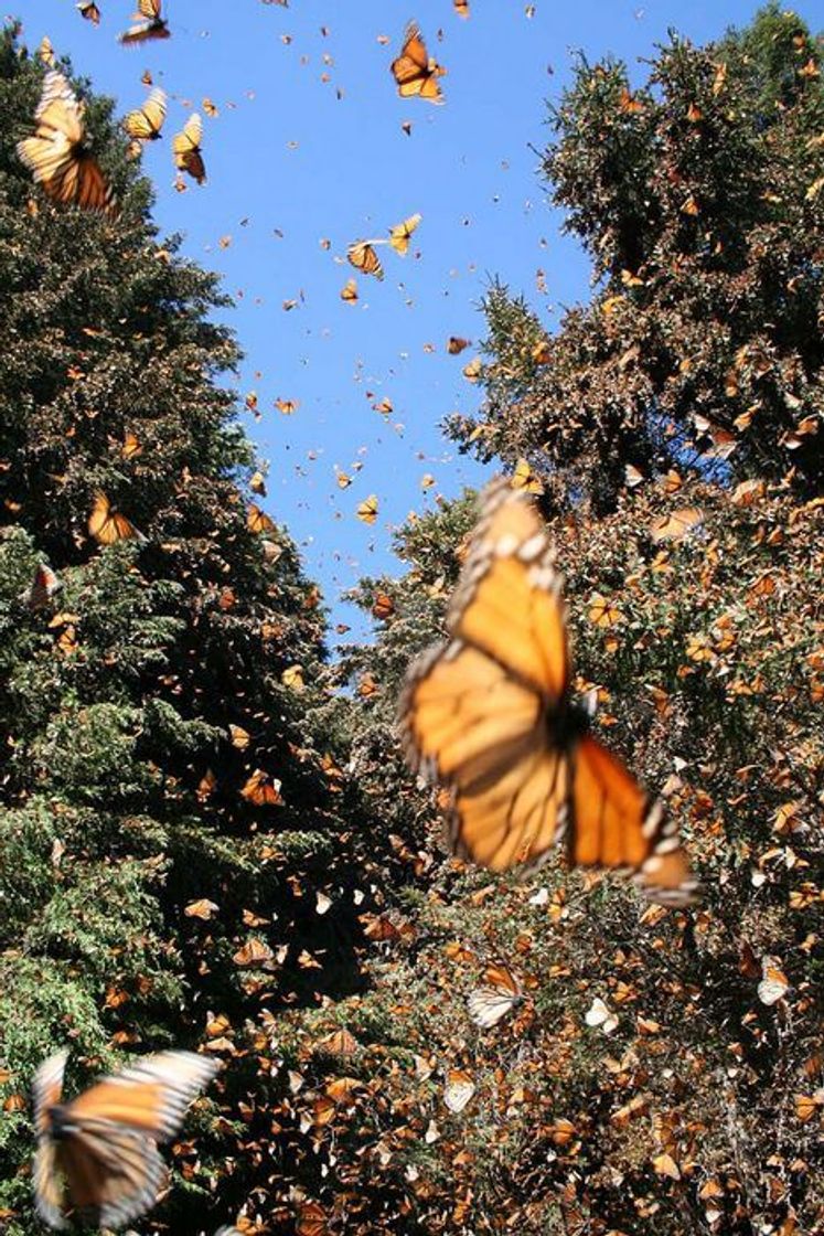 Place Santuario de la Mariposa Monarca "El Rosario"