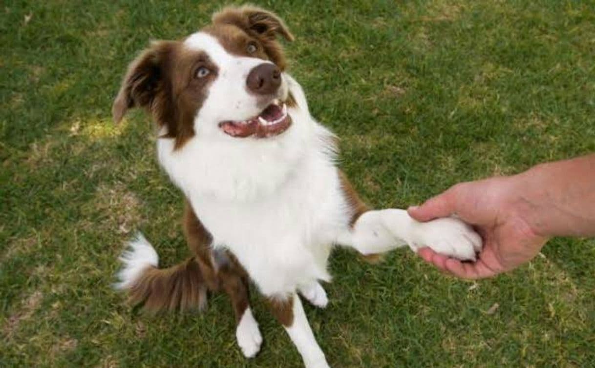 Moda Curso para educar canino