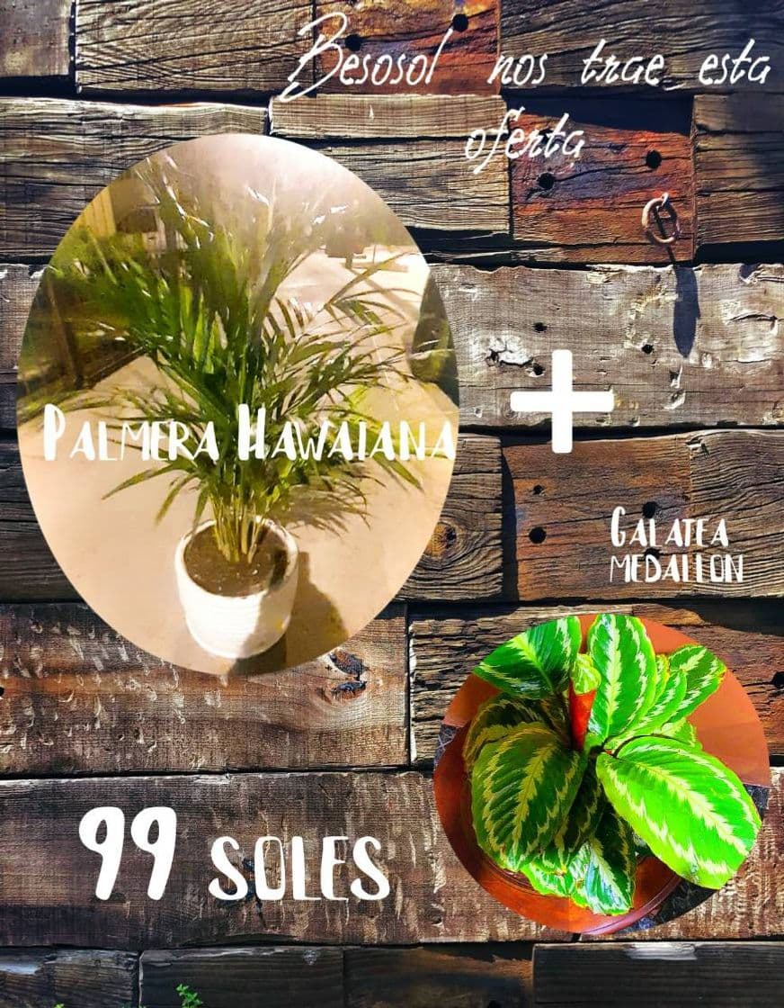 Moda Hermosas plantas