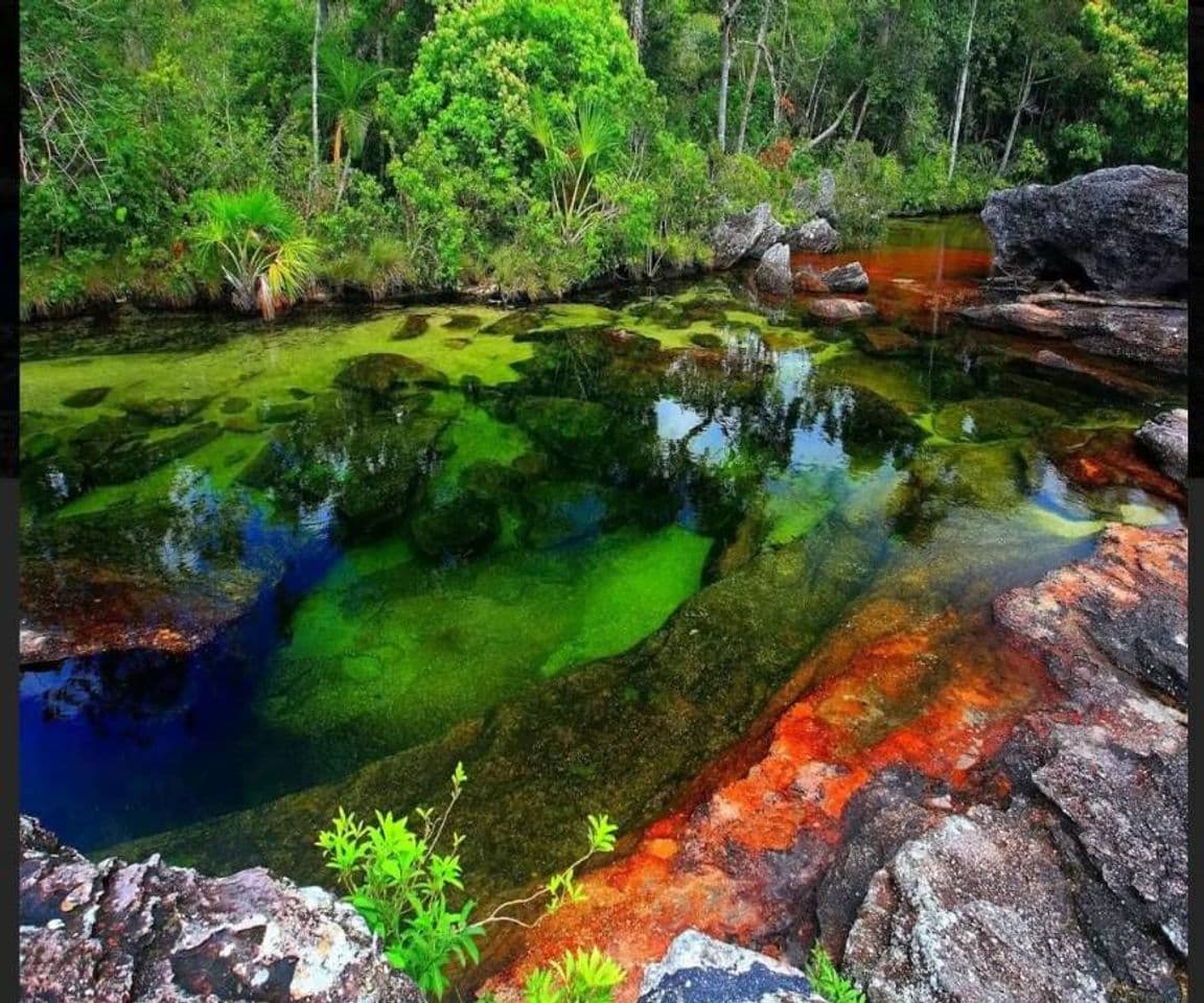 Fashion CAÑO CRISTALES 🏞️EL RÍO MAS BELLO DEL MUNDO 🇨🇴