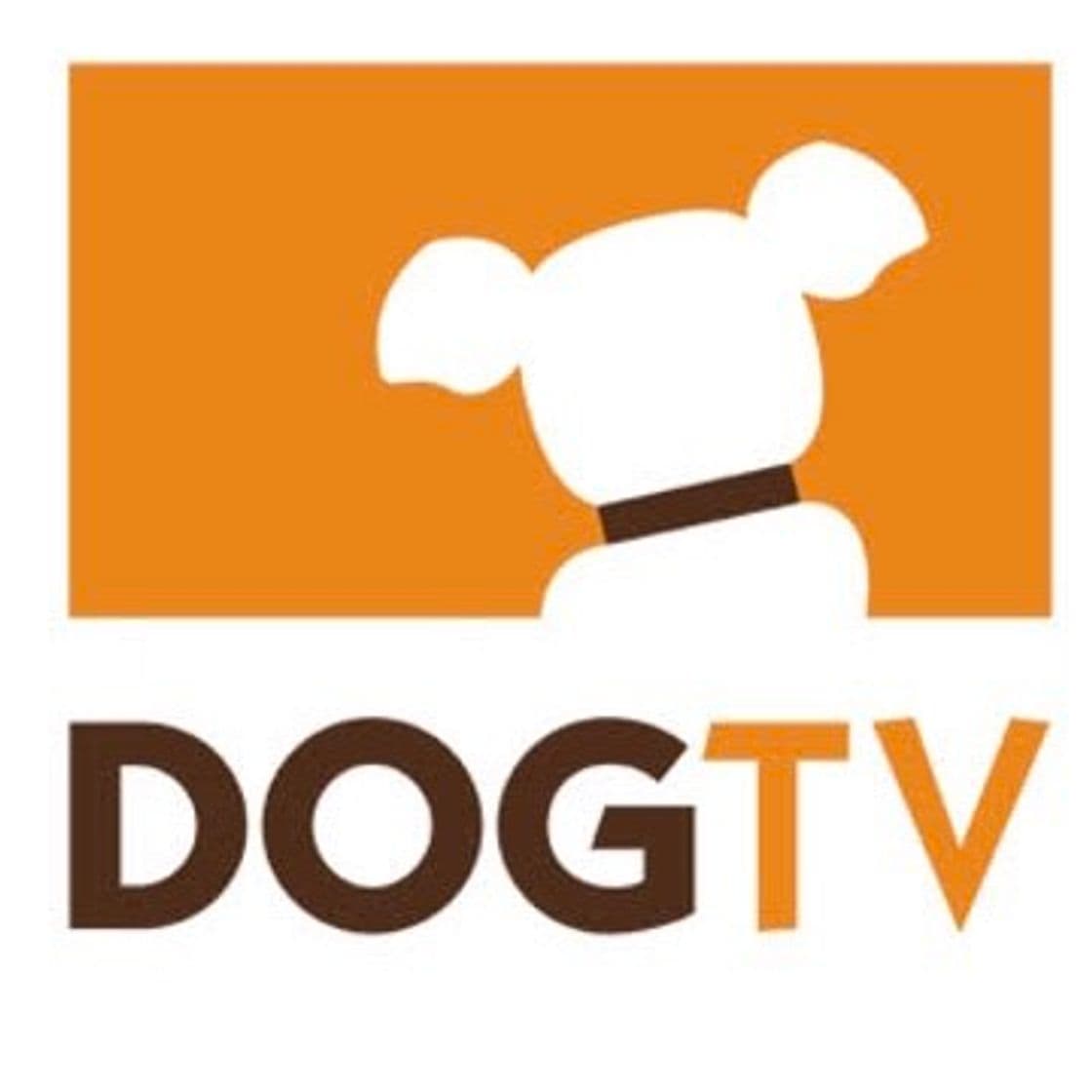 Fashion DogTV: televisão para cachorros