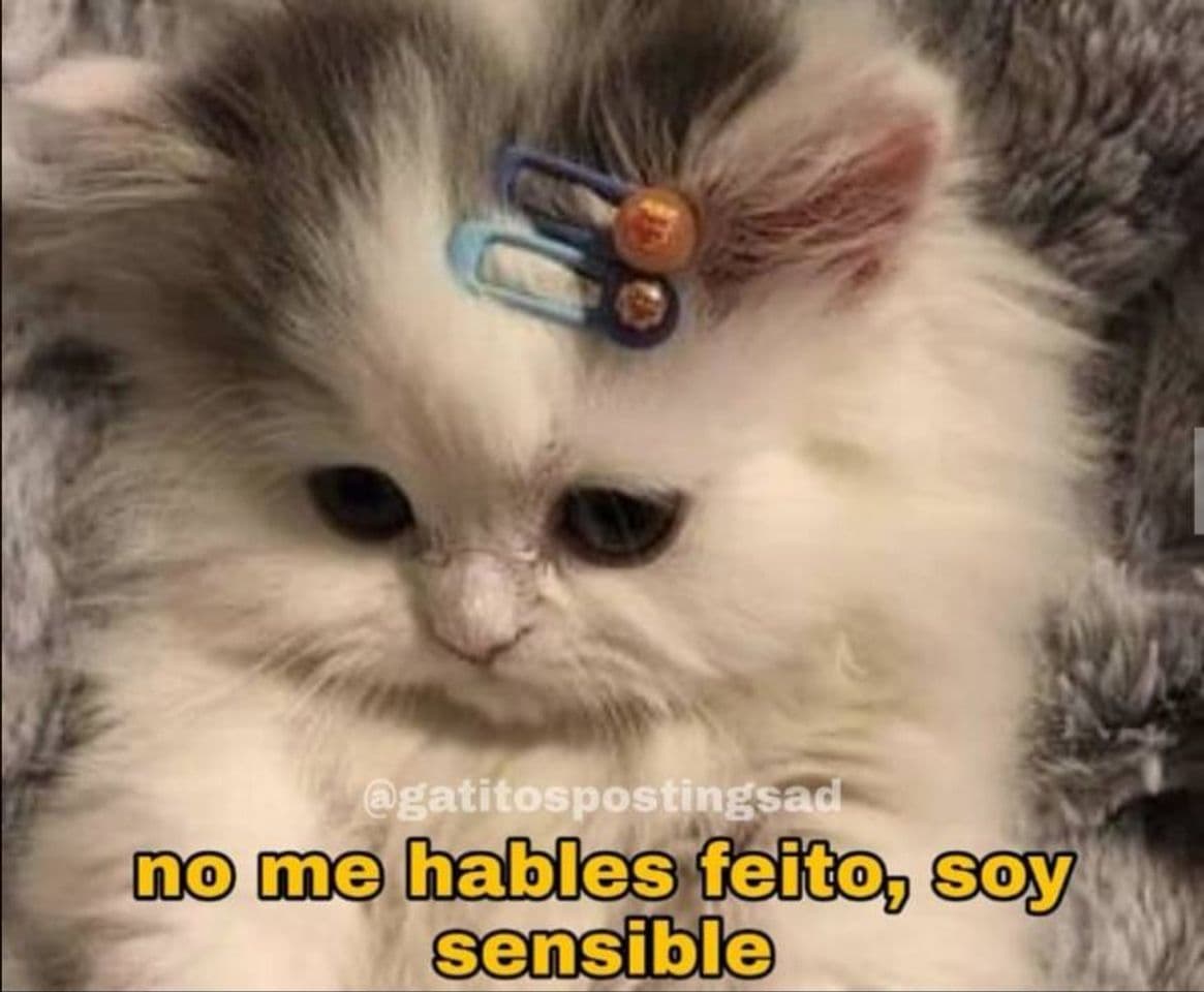 Moda Gatitos posting sad @gatitopostingsad 💗