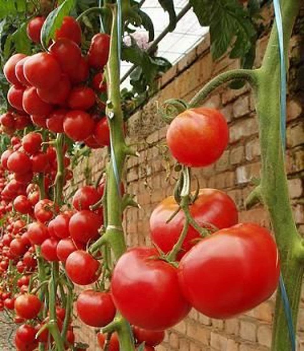 Moda como germinar semillas de tomates 