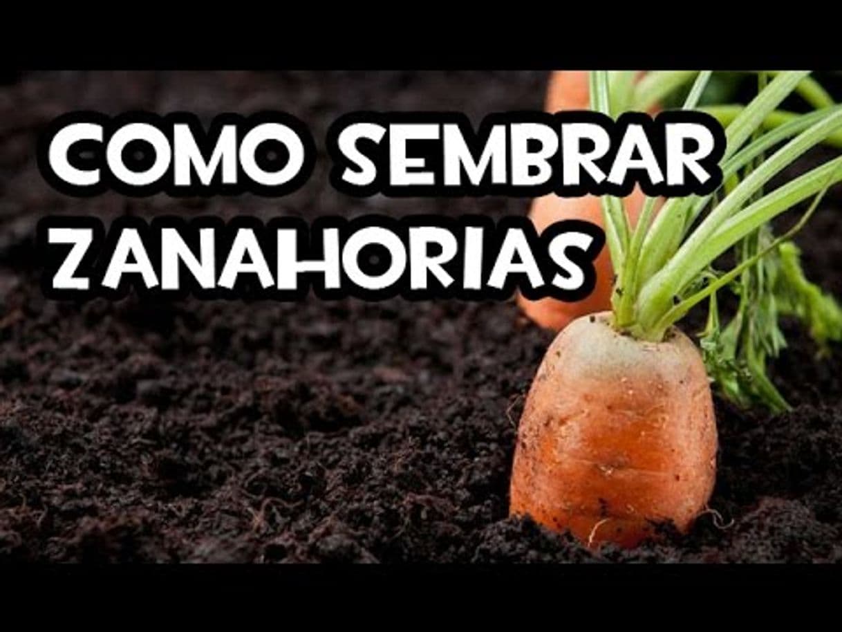 Moda Como sembrar Zanahorias | Huerto Urbano - YouTube