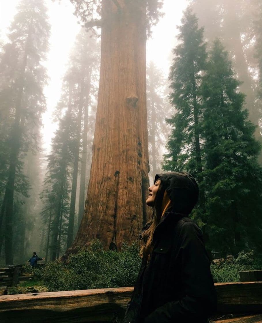 Lugar Sequoia National Park