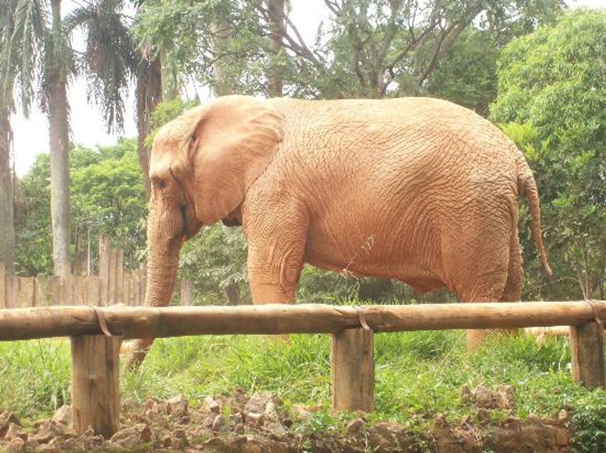 Lugar Zoológico de São Paulo