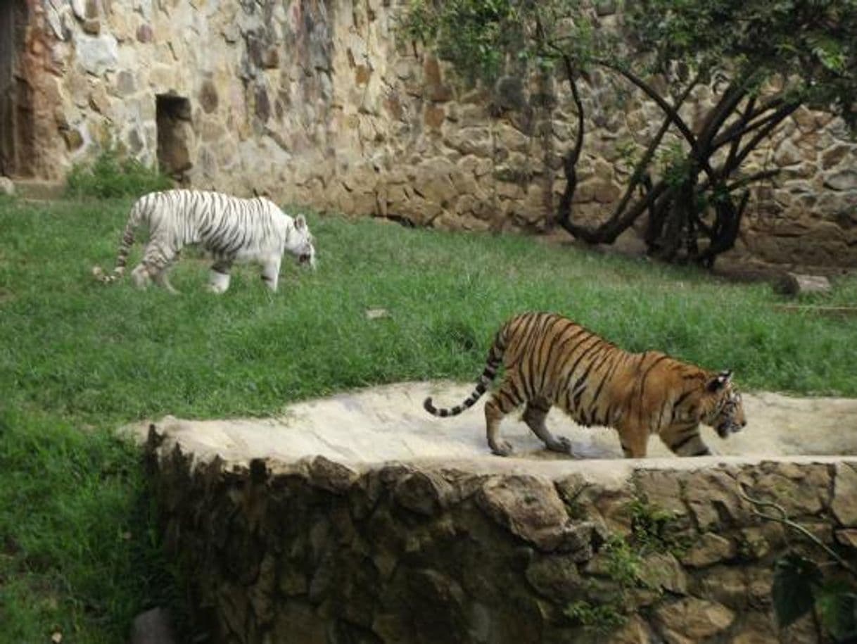 Lugar Zoológico de Cali