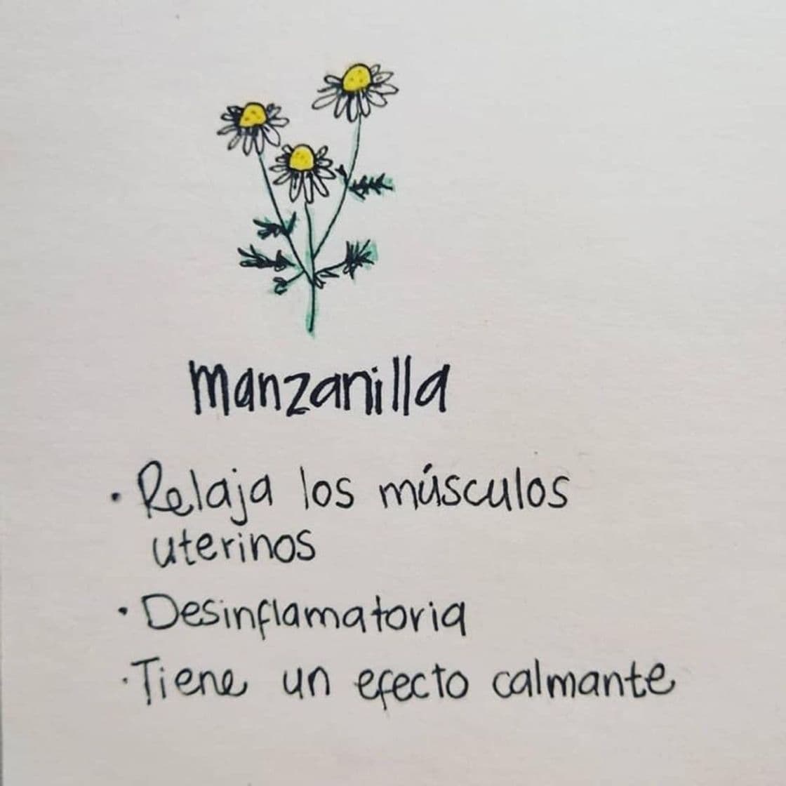 Moda Manzanilla