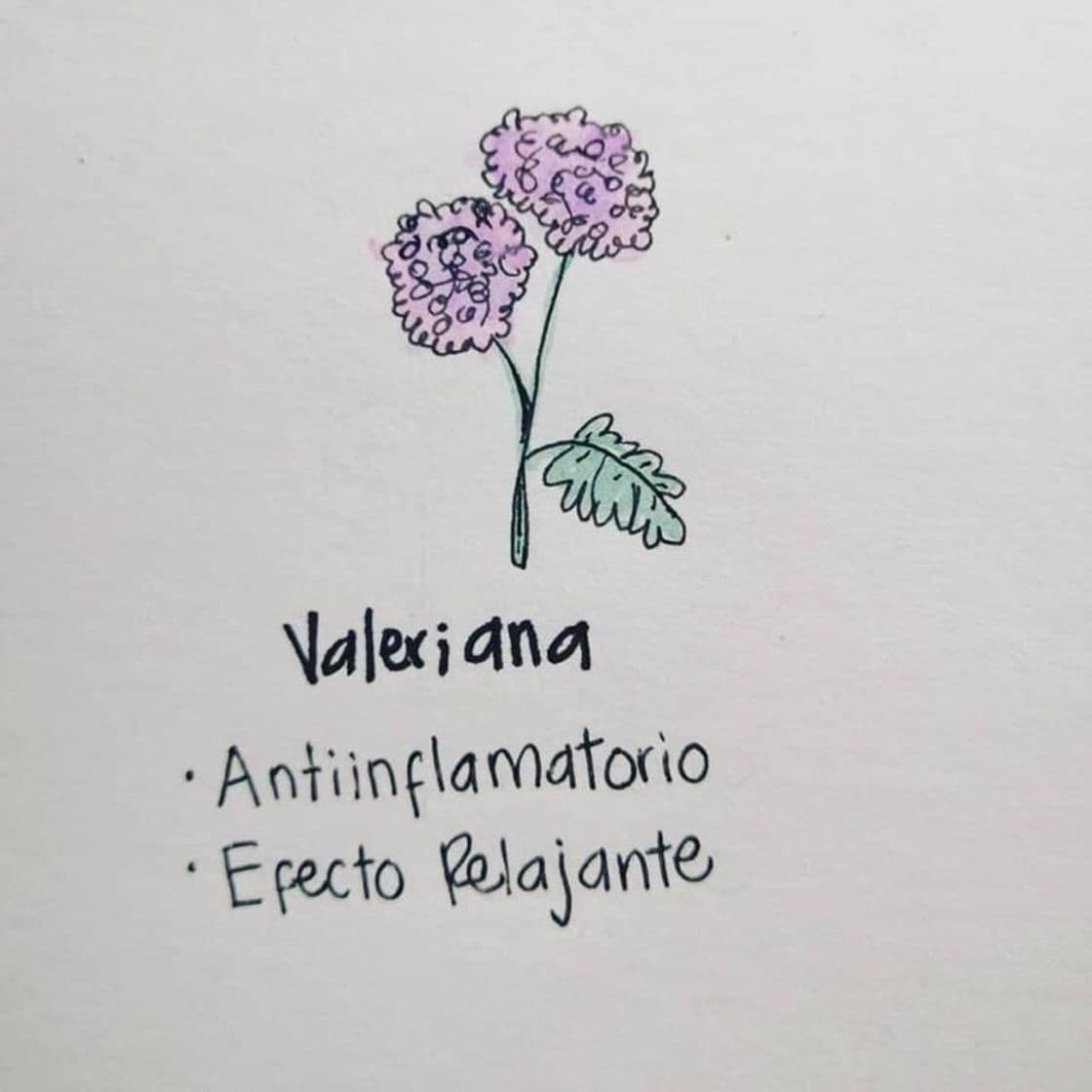 Moda Valeriana