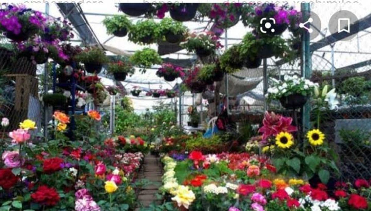 Lugar Mercado de Flores Nativitas Xochimilco