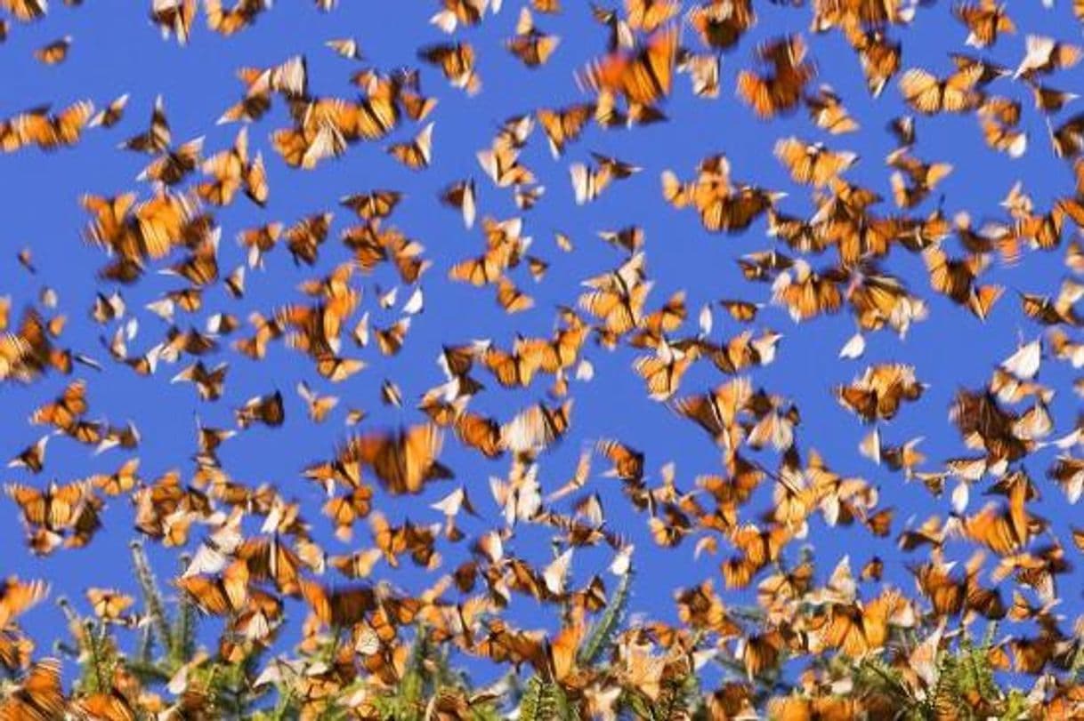 Lugar Santuario De Las Mariposas