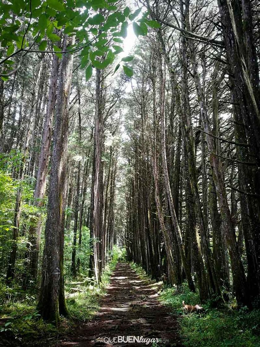 Lugar Bosque de la Hoja