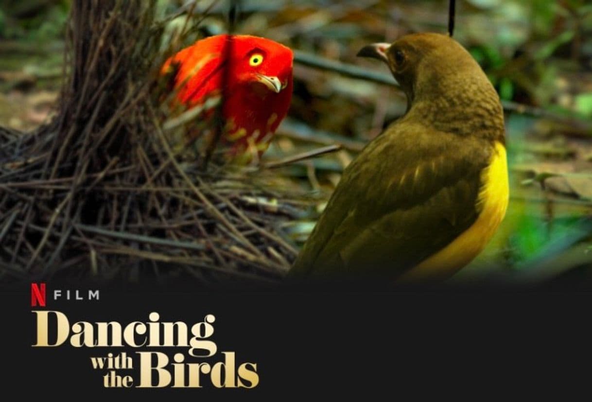 Serie Dancing with the Birds | Netflix Official Site