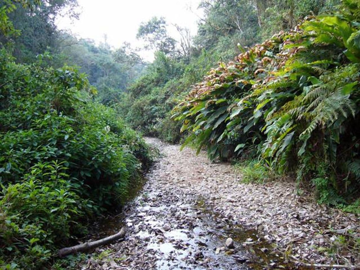 Lugar Parque Nacional Baritú