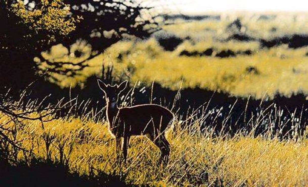 Lugar Parque Nacional "Campos del Tuyú"